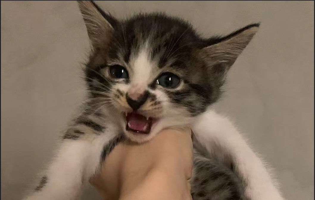 Cino