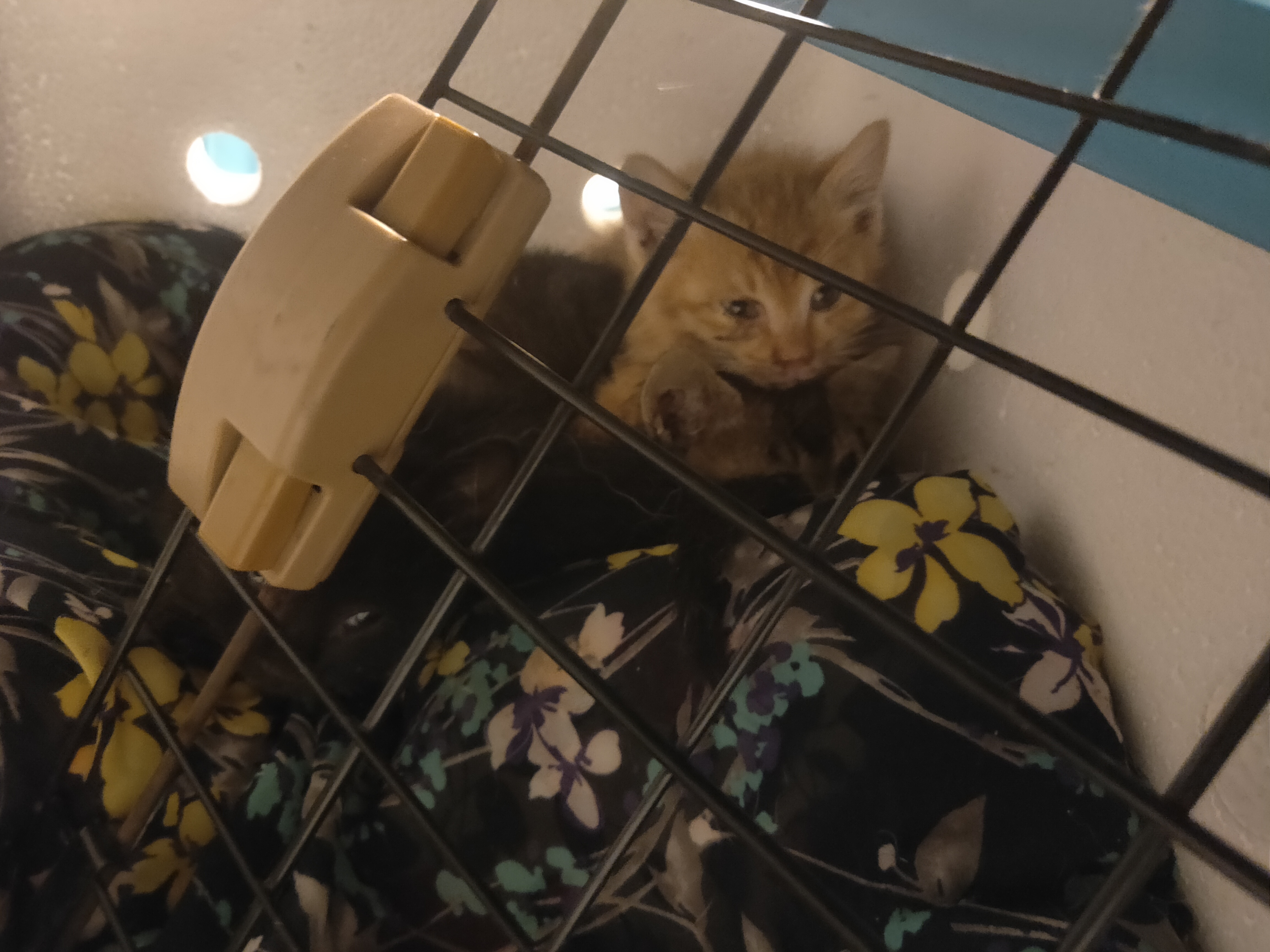 橘猫原型