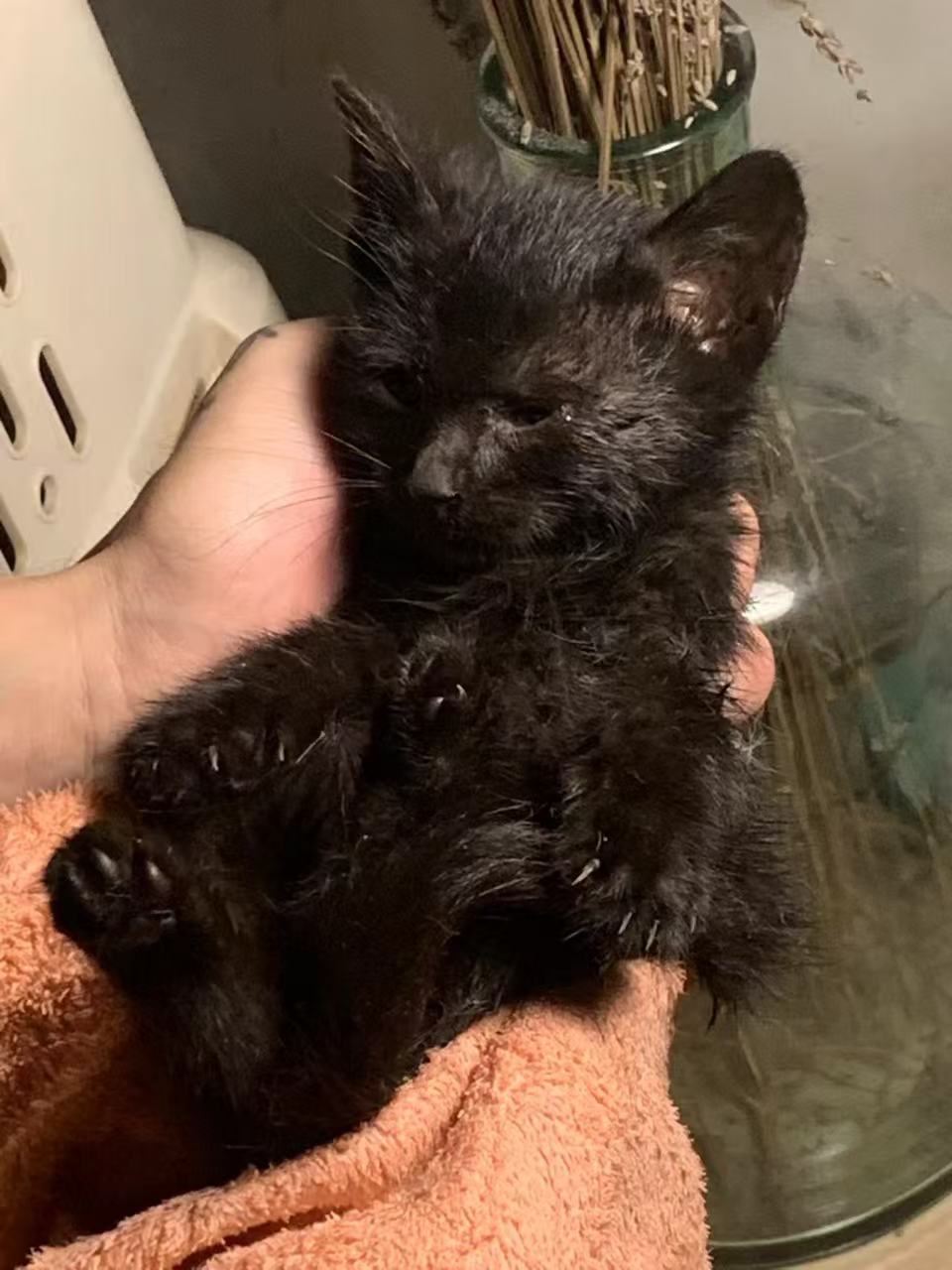 长毛玄猫原型