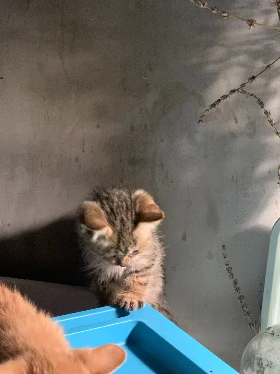 Gincy